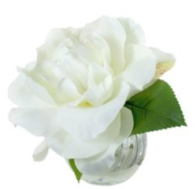 Diane James White Rose Diane James White Rose
